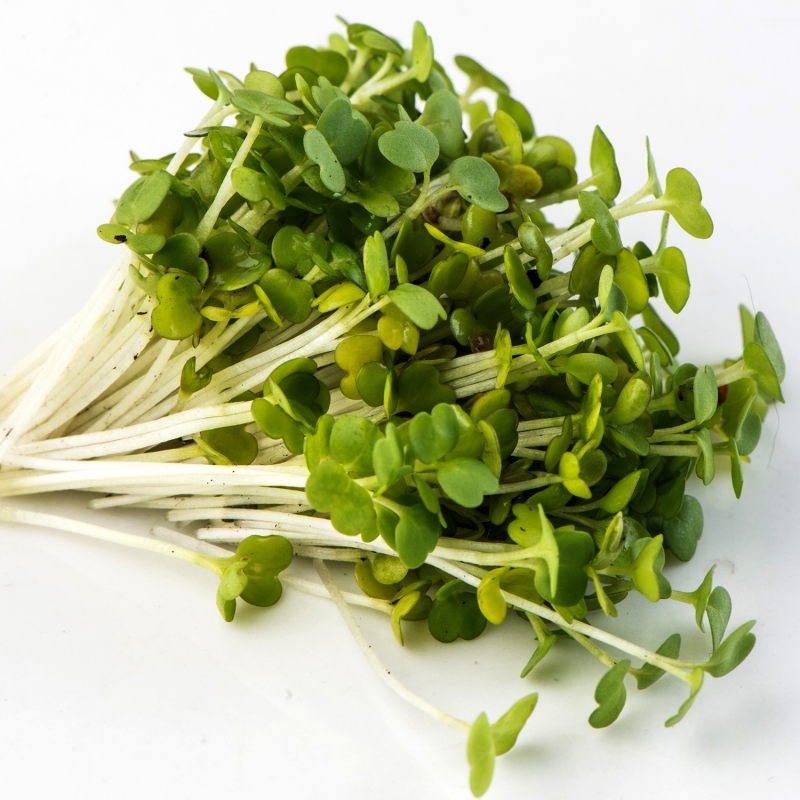 Arugula