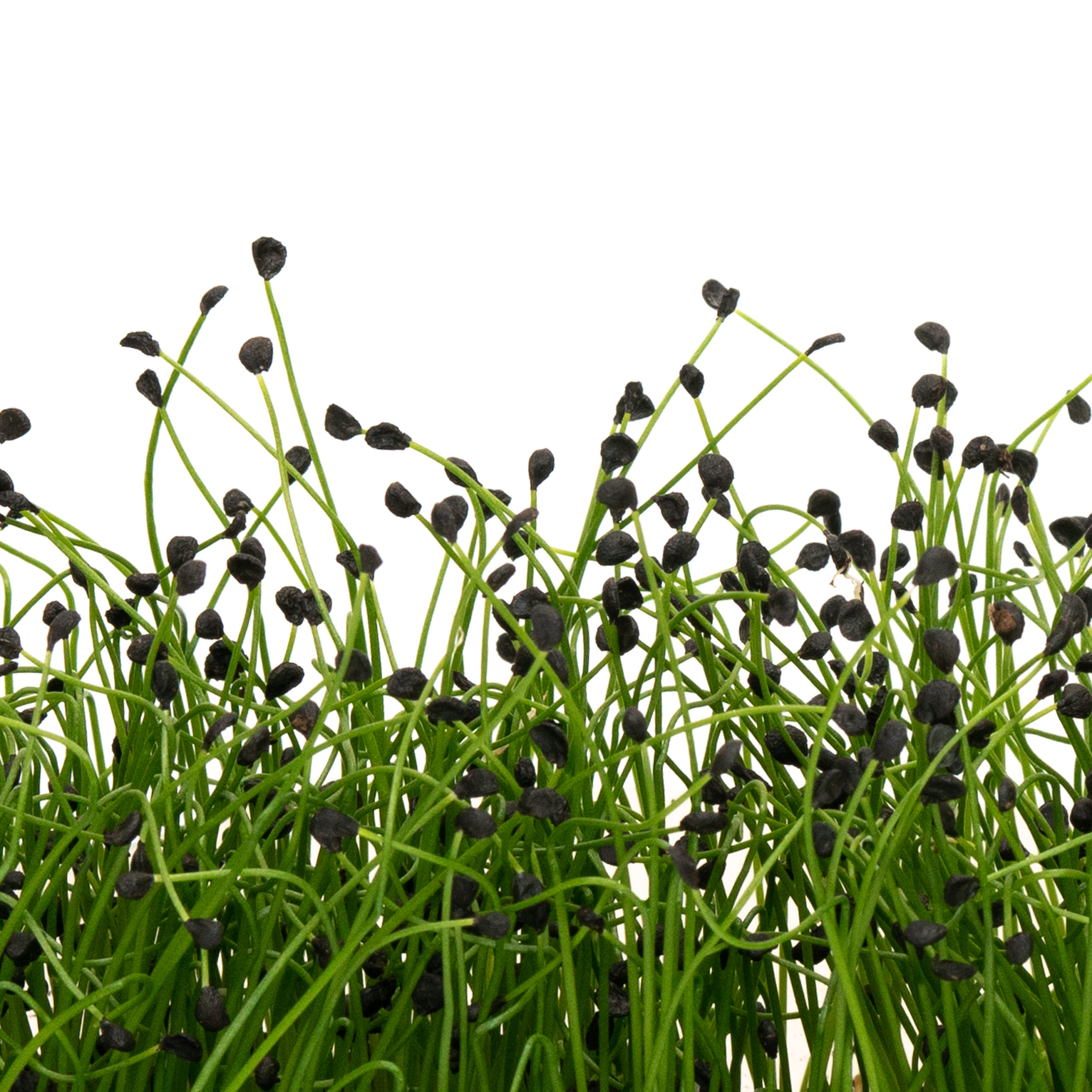 Garlic Chives
